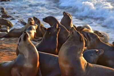 1.5 Hour Walking Tour from La Jolla in San Diego - La Jolla Cove: the coastline moment you’ll remember
