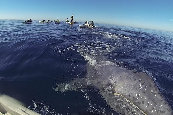 2 Hour Whale Watching Kayak Tour for Two - Key things to know before you paddle out