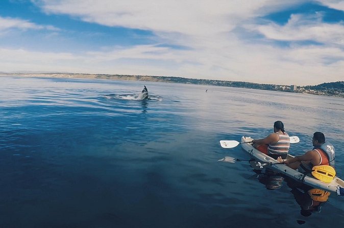 2 Hour Whale Watching Kayak Tour for Two - When you do (and don’t) spot gray whales