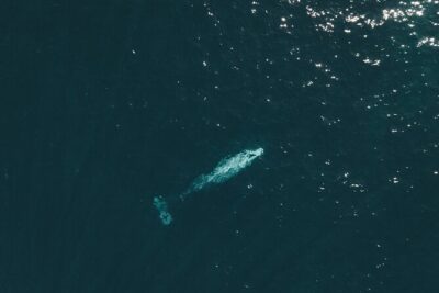 2 Hour Whale Watching Kayak Tour for Two - On the water: what your two-mile search actually looks like