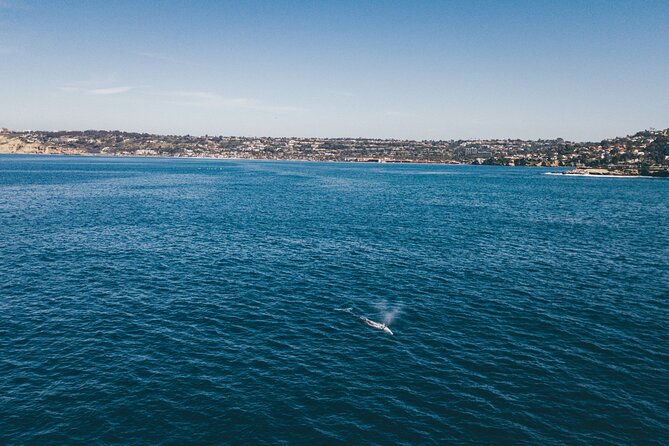 2 Hour Whale Watching Kayak Tour for Two - Dolphins, birds, and the real soundtrack of the reserve