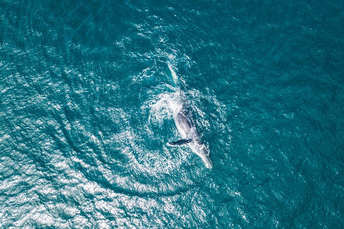 2 Hour Whale Watching Kayak Tour for Two - Price and value: why $119 can make sense (or not)