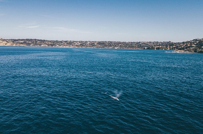 2 Hour Whale Watching Kayak Tour for Two - Who this kayak whale trip fits best