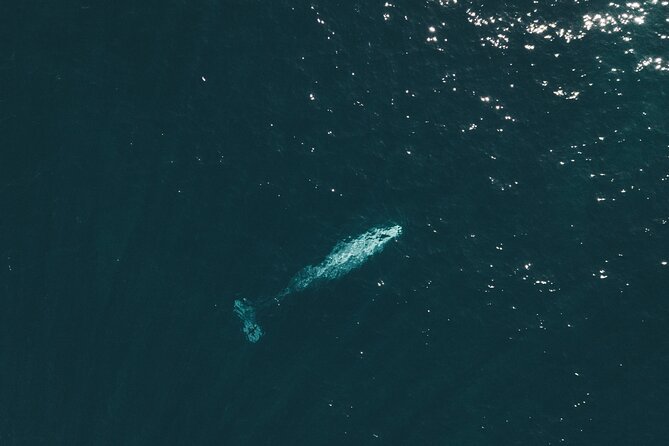 2 Hour Whale Watching Kayak Tour for Two - On the water: what your two-mile search actually looks like