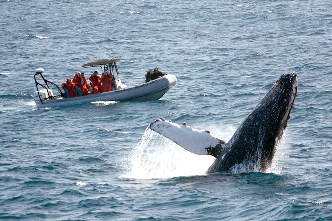 3-Hour Guided Whale and Dolphin Watching Experience in San Diego - Key highlights worth knowing before you go