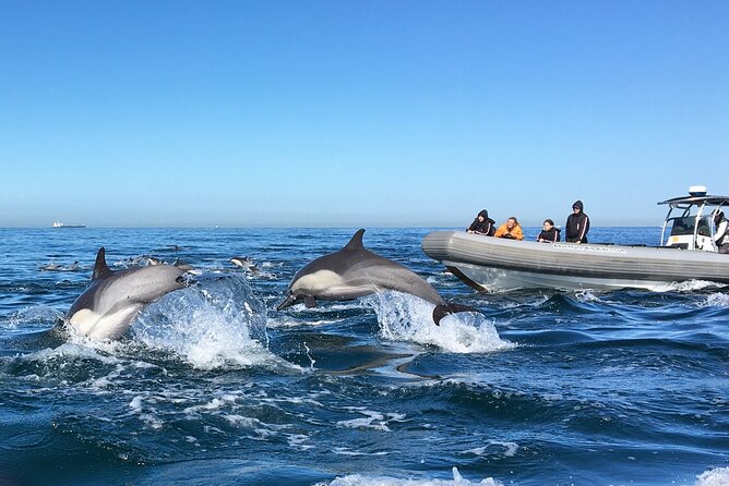 3-Hour Guided Whale and Dolphin Watching Experience in San Diego - The small-boat ride: What 3 hours feels like on the water