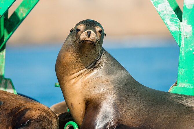 3-Hour Guided Whale and Dolphin Watching Experience in San Diego - Listening well and staying comfortable: Safety, seating, and cold weather