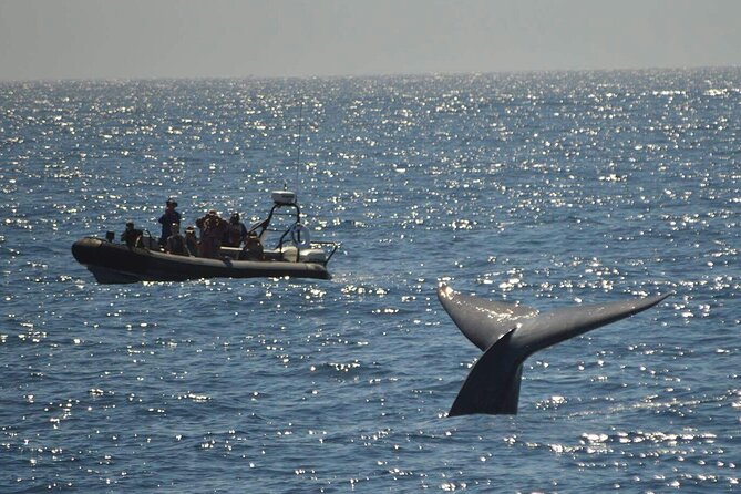 3-Hour Guided Whale and Dolphin Watching Experience in San Diego - Included extras: Life jackets and expert guidance