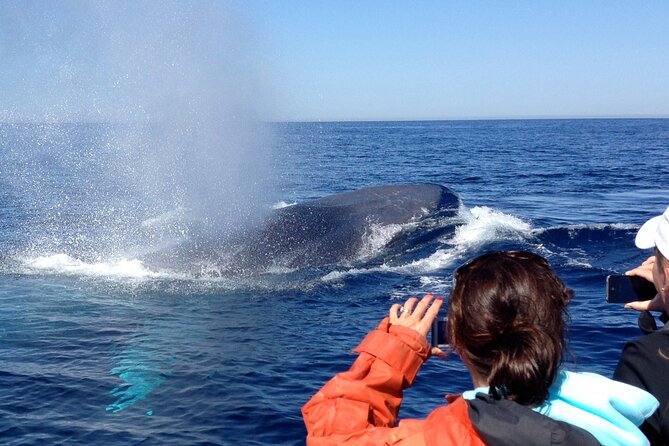 3-Hour Guided Whale and Dolphin Watching Experience in San Diego - Price and value: Is $149 fair for San Diego whale watching?