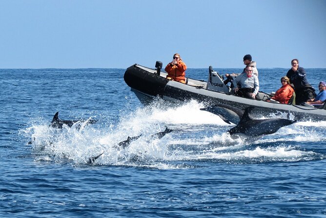 3-Hour Guided Whale and Dolphin Watching Experience in San Diego - Weather rules: Why your day still has surprises