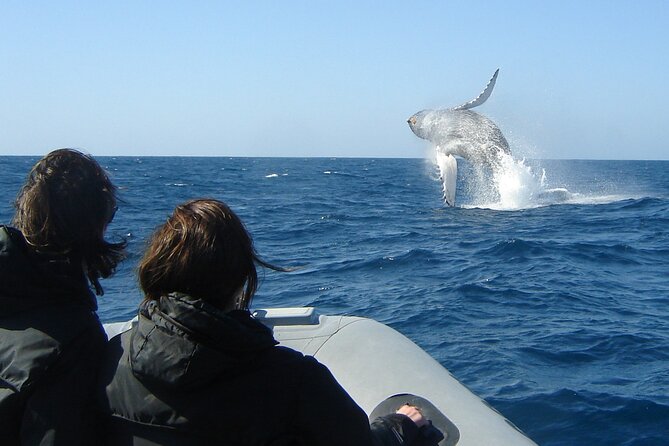 3-Hour Guided Whale and Dolphin Watching Experience in San Diego - What to buy on board: Snacks and water options