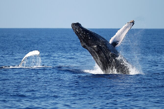 3-Hour Guided Whale and Dolphin Watching Experience in San Diego - How the captain’s search works: Whales, dolphins, and sea lions