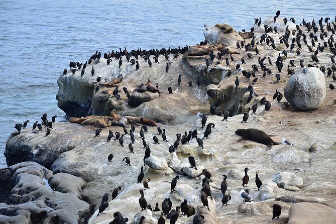 A Seaside Stroll: La Jolla's Hidden Treasures Self-Guided Tour - La Jolla Underwater Park: learning what you can’t see