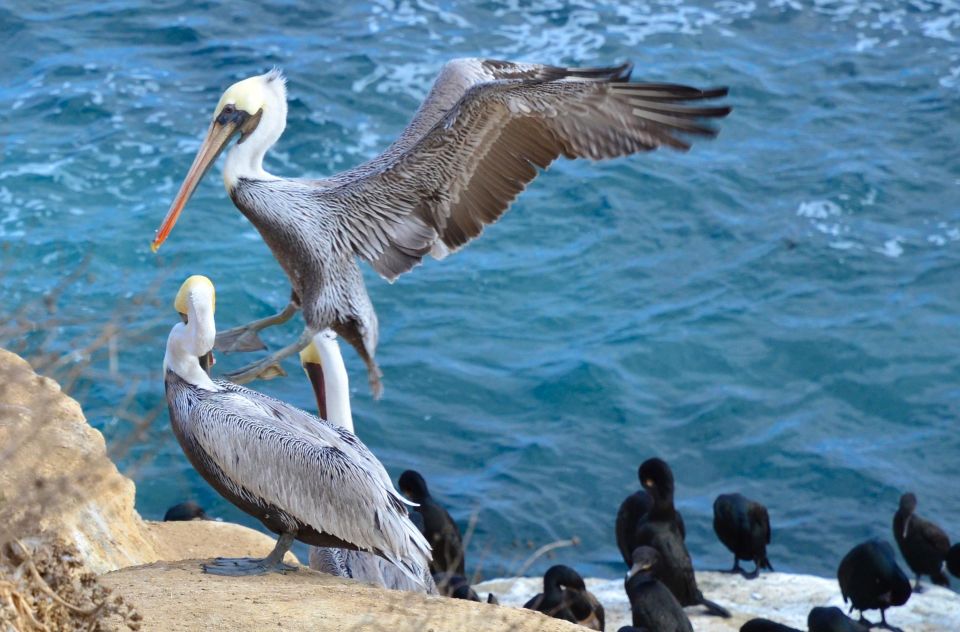 A Seaside Stroll: La Jolla's Hidden Treasures Walking Tour - Ellen B. Scripps at the Cove: Landmark Meaning, Not Just Names