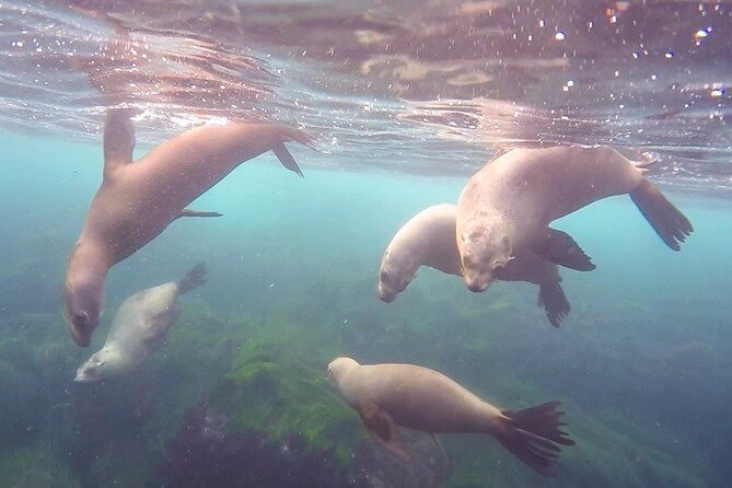 All Day Snorkel Package with Wetsuit Rental - La Jolla Outpost: the practical launch point near La Jolla Cove