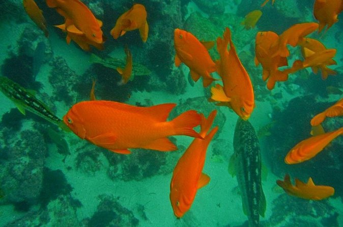 All Day Snorkel Package with Wetsuit Rental - Price and value: what $30 buys you in the real world