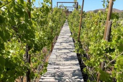 All-Inclusive Private Wine Tour in Baja - The Route Factor: Travel Time And Border-Friendly Guidance