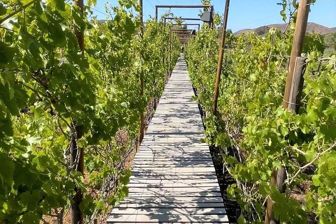 All-Inclusive Private Wine Tour in Baja - The Route Factor: Travel Time And Border-Friendly Guidance