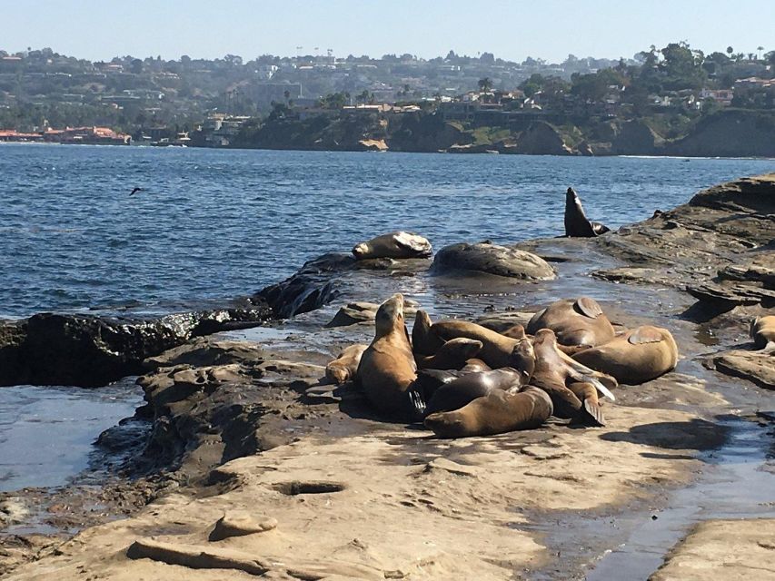 Cali Dreaming Electric Bike Tour of La Jolla & Pacific Beach - Children’s Pool: when seals and humans share the same shoreline