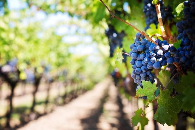 Chauffeured Adventure to Local San Diego Vineyards - How the Guide Shapes Your Tasting (Not Just Your Stops)