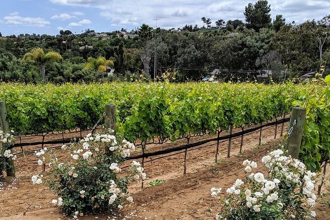 Chauffeured Adventure to Local San Diego Vineyards - Vine on Vine: The Grape-Tasting Moment