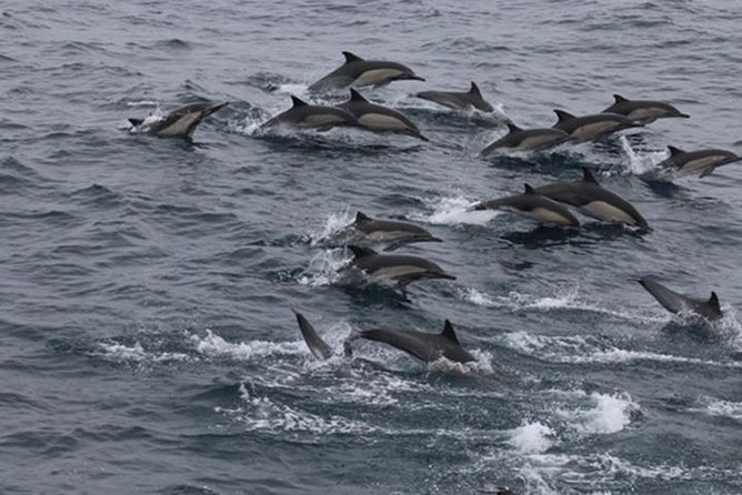 City Cruises San Diego: Whale and Dolphin Watching Adventure - Key things to know before you go