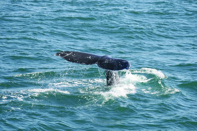 City Cruises San Diego: Whale and Dolphin Watching Adventure - First, know what you’re actually booking in San Diego Bay