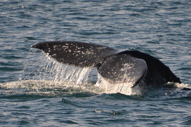 City Cruises San Diego: Whale and Dolphin Watching Adventure - The learning part: captains, museum volunteers, and real migration context