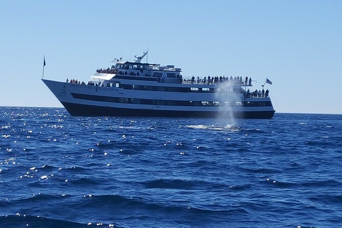 City Cruises San Diego: Whale and Dolphin Watching Adventure - Wildlife viewing: what you can realistically expect to see