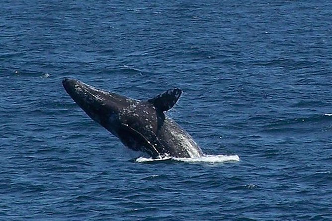City Cruises San Diego: Whale and Dolphin Watching Adventure - The “whale check” plan when sightings don’t happen