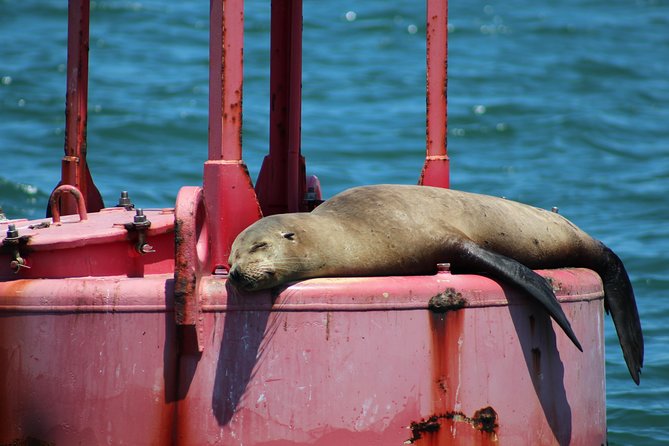 Daytime Sailing Along San Diego's Skyline - Wildlife and passing ships: dolphins, sea lions, and naval scenery