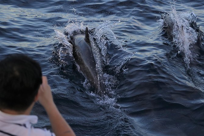 Dolphin and Whale Watching Sunset Cruise - Key highlights you’ll care about
