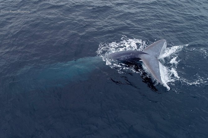 Dolphin and Whale Watching Sunset Cruise - Mission Bay at golden hour: what you’re booking