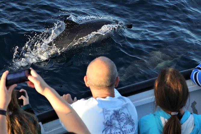 Dolphin and Whale Watching Sunset Cruise - The sunset finale: when the air turns cool fast