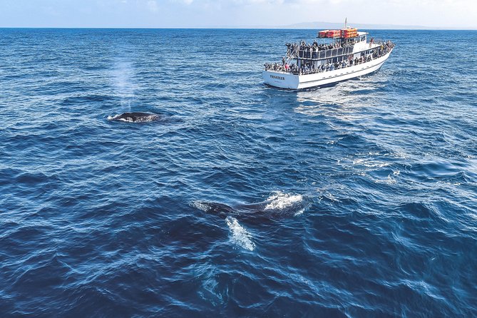 Dolphin and Whale Watching Sunset Cruise - Price value: is $71 a fair deal?