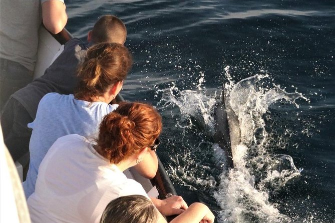 Dolphin and Whale Watching Sunset Cruise - Who this cruise is best for