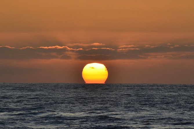 Dolphin and Whale Watching Sunset Cruise - Timing, weather, and seeing the animals: your planning checklist