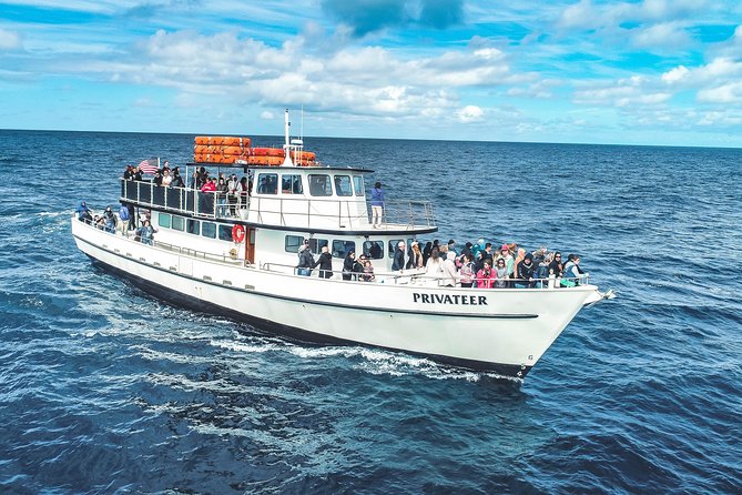 Dolphin and Whale Watching Sunset Cruise - The wildlife scanning: dolphins are the surest bet, whales are the bonus