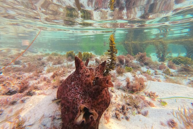 Explore San Diego Tide Pools with a Marine Biologist - Photo stops that feel natural (not forced)