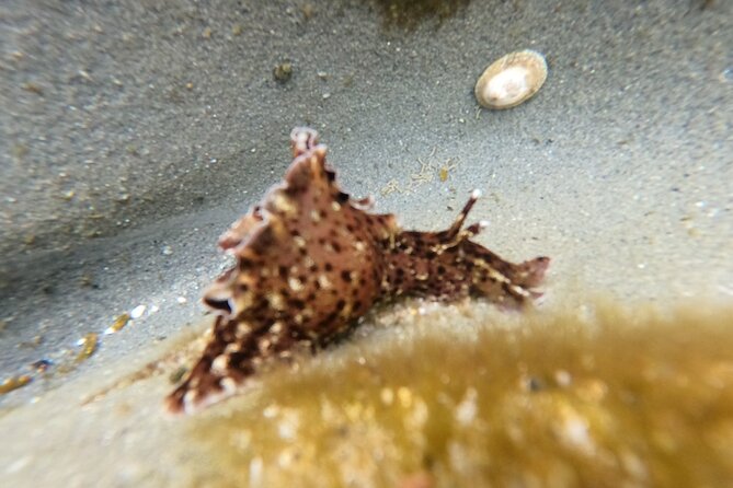 Explore San Diego Tide Pools with a Marine Biologist - Group size, pacing, and why the hour feels manageable