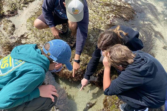 Explore San Diego Tide Pools with a Marine Biologist - Price and value: is $32 a good deal for this experience?