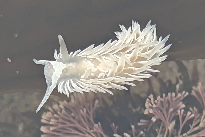 Explore San Diego Tide Pools with a Marine Biologist - The 60-minute walk: what you’ll see and how the guide helps