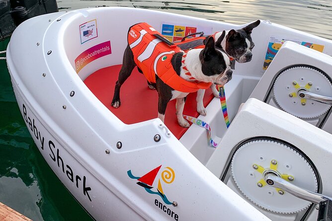 Glow Nightime Pedal Boat Rental in San Diego Bay - Dogs on Board: Life Vests, Chill Water Time, and the $5 Fee
