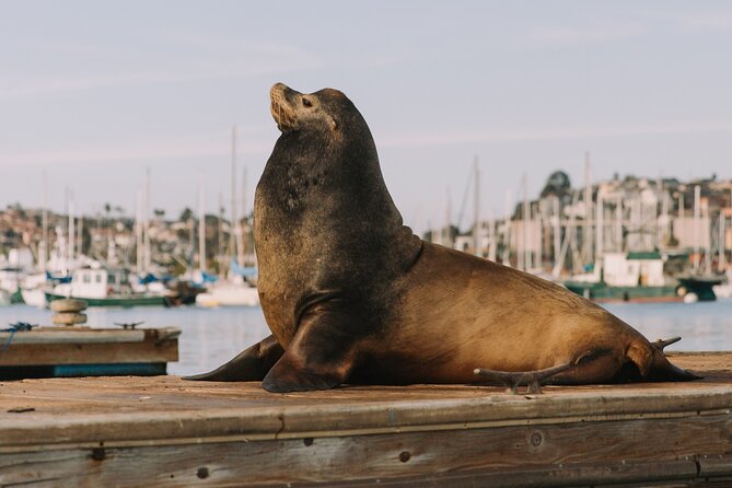Glow Nightime Pedal Boat Rental in San Diego Bay - Price and Value: Is $105 Worth It?