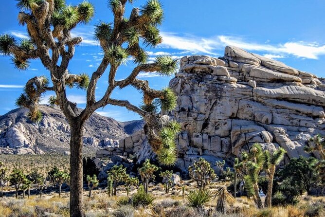 Joshua Tree NP Tour from San Diego (Private) - Key Takeaways Before You Go