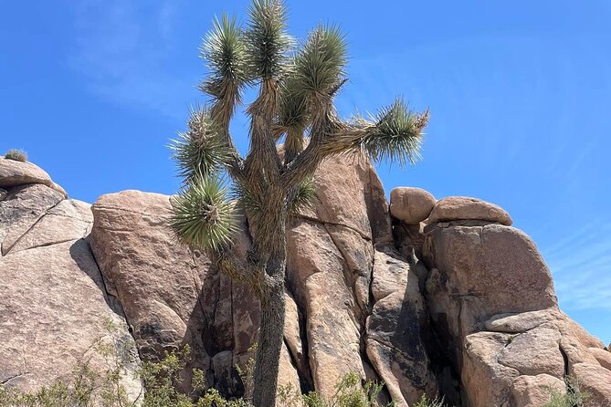 Joshua Tree NP Tour from San Diego (Private) - Wildlife and Birdwatching: Your Best Odds Come From Patience