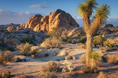 Joshua Tree NP Tour from San Diego (Private) - Stop 1: Joshua Tree National Park Drive-Through and a Hike