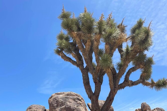 Joshua Tree NP Tour from San Diego (Private) - What’s Included (and the One Thing You Must Plan)