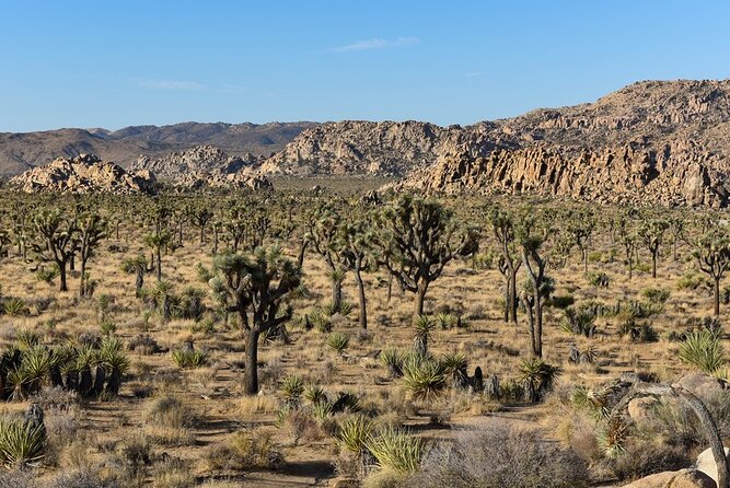 Joshua Tree NP Tour from San Diego (Private) - Who This Joshua Tree Private Day Trip Is For