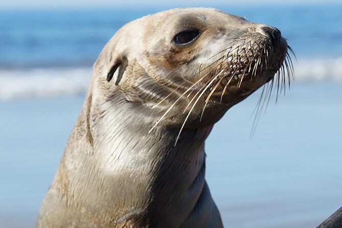 Kayak Rental for Two People in La Jolla - A Couple-Friendly Kayak Rental with Big “Tranquility” Energy